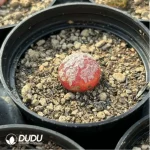 Conophytum-burgeri L.Bolus - Image 3