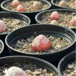 Conophytum-burgeri L.Bolus - Image 4