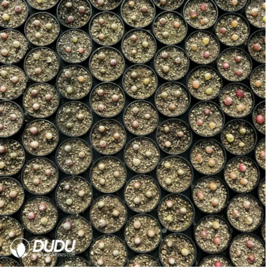 1756119165-1-2864.webp Conophytum-burgeri L.Bolus - Image 1