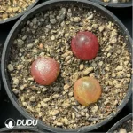 Conophytum-burgeri L.Bolus - Image 2