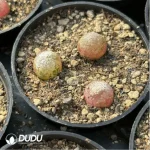 Conophytum-burgeri L.Bolus - Image 3