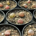 Conophytum-burgeri L.Bolus - Image 4