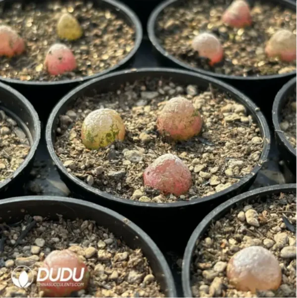 Conophytum-burgeri L.Bolus - Image 4