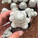 Cactus-Mammillaria duwei