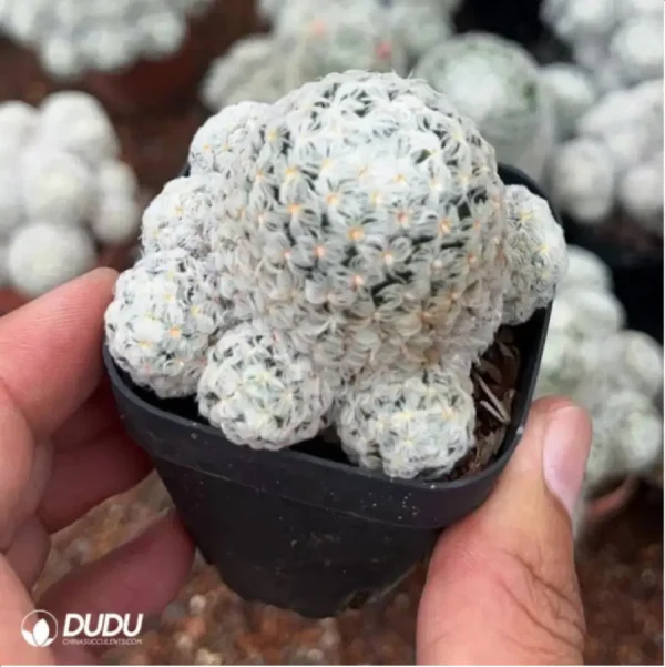Cactus-Mammillaria duwei - Image 2