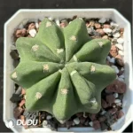 Cactus-Echinopsis tubiflora(Pfeiff.)