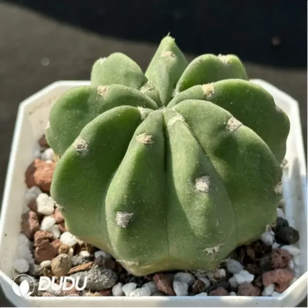 Cactus-Echinopsis tubiflora(Pfeiff.) - Image 2