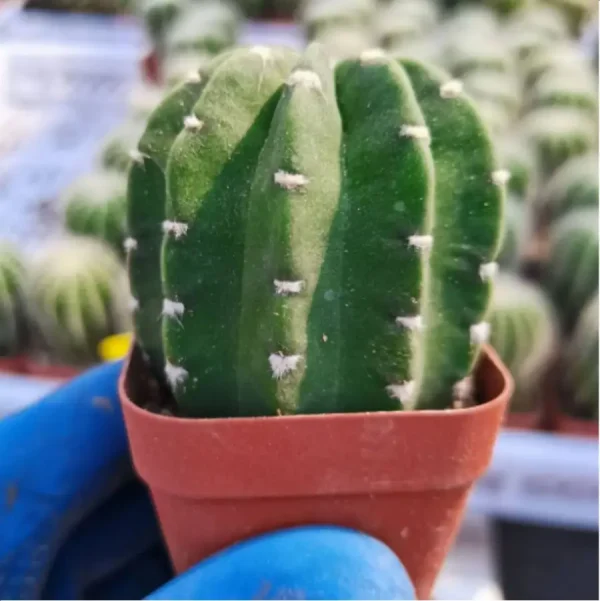 Cactus-Echinopsis tubiflora(Pfeiff.) - Image 1