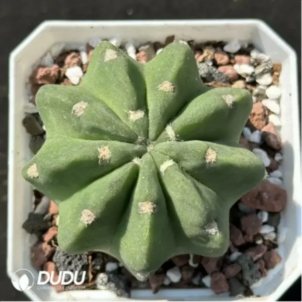 1756119178-1-2130.webp Cactus-Echinopsis tubiflora(Pfeiff.) - Image 1