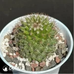 Cactus-Mammillaria spinosissima