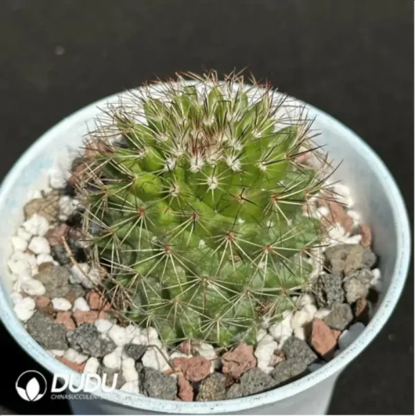 1756119186-1-2221.webp Cactus-Mammillaria spinosissima - Image 1