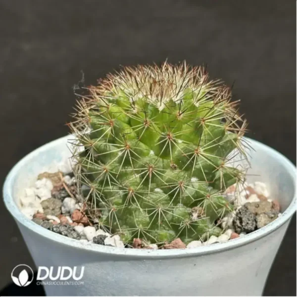 1756119187-2-1455.webp Cactus-Mammillaria spinosissima - Image 2