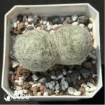 Cactus-Mammillaria baumii