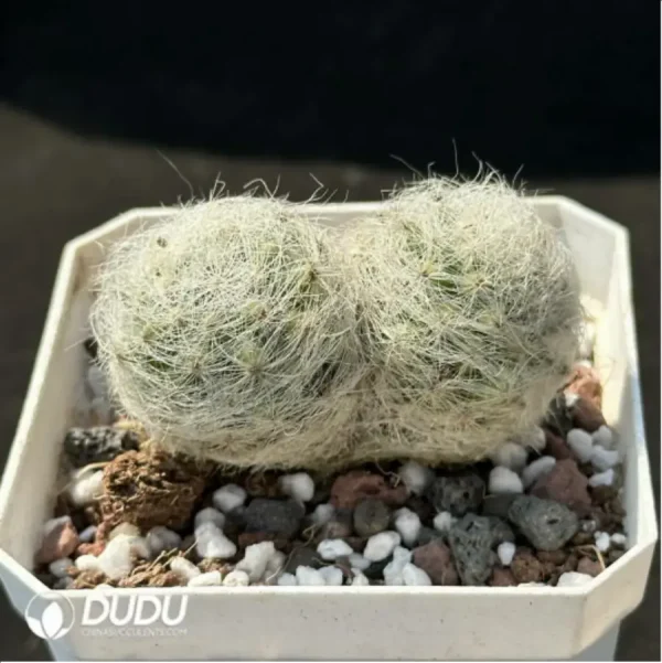 1756119189-2-1363.webp Cactus-Mammillaria baumii - Image 2