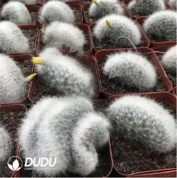 Cactus-Mammillaria baumii Cristata - Image 1