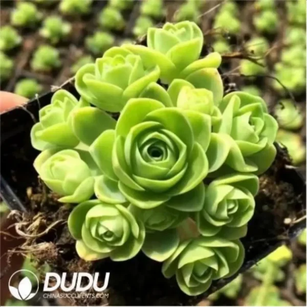 1756119197-1-2630.webp Aeonium Greenovia dodrantalis Clustering - Image 1