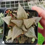 Haworthia Badia