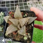 Haworthia Badia - Image 2