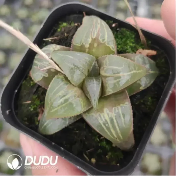 Haworthia Badia - Image 1