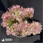 Aeonium Pink witch Cristata