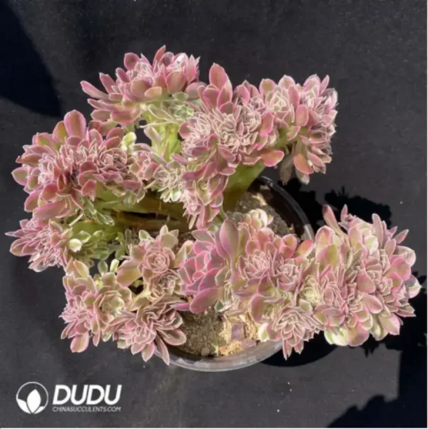 1756119209-1-1502.webp Aeonium Pink witch Cristata - Image 1