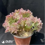 Aeonium Pink witch Cristata - Image 2
