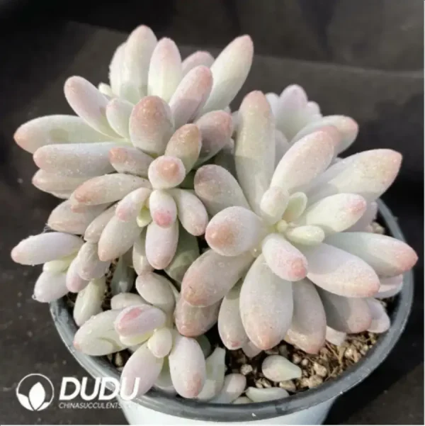 1756119211-1-1203.webp Pachyphytum Pink Lover Clustering - Image 1