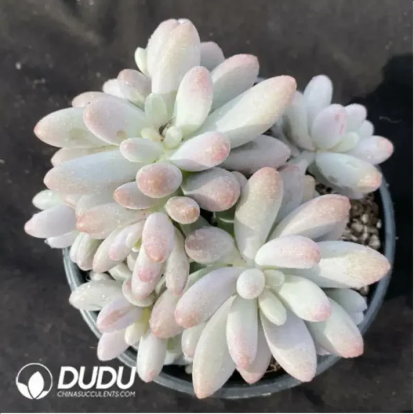 1756119212-2-846.webp Pachyphytum Pink Lover Clustering - Image 2