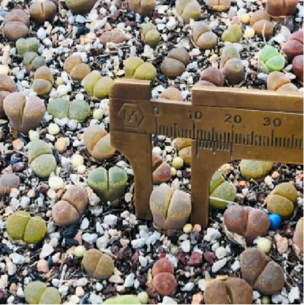 1756119216-1-2623.webp Conophytum-Fenglingyu Mix Color Lithops - Image 1