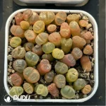 Conophytum-Fenglingyu Mix Color Lithops