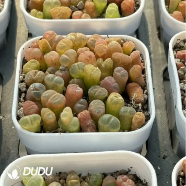 Conophytum-Fenglingyu Mix Color Lithops - Image 3