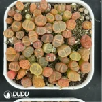 Conophytum-Fenglingyu Mix Color Lithops