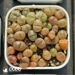 Conophytum-Fenglingyu Mix Color Lithops - Image 2