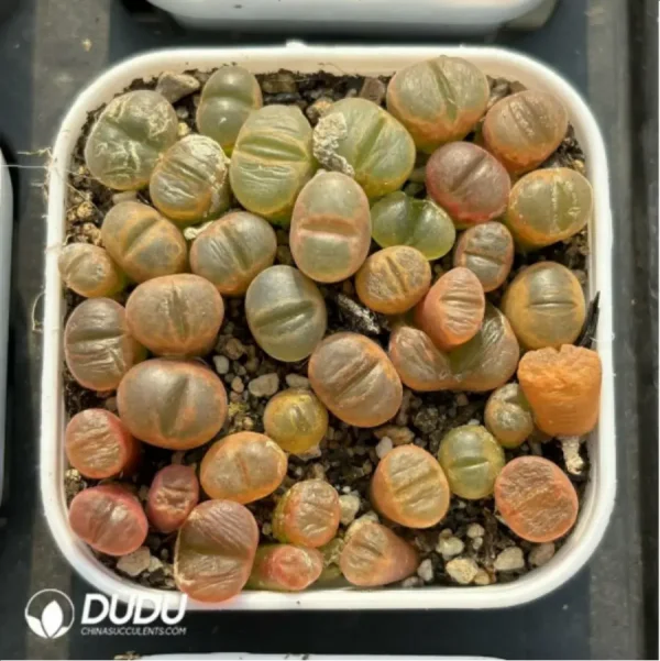 Conophytum-Fenglingyu Mix Color Lithops - Image 2
