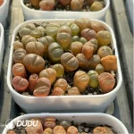 Conophytum-Fenglingyu Mix Color Lithops - Image 4