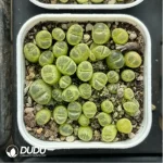 Conophytum-Fenglingyu Mix Color Lithops