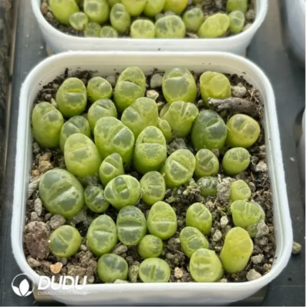 Conophytum-Fenglingyu Mix Color Lithops - Image 2