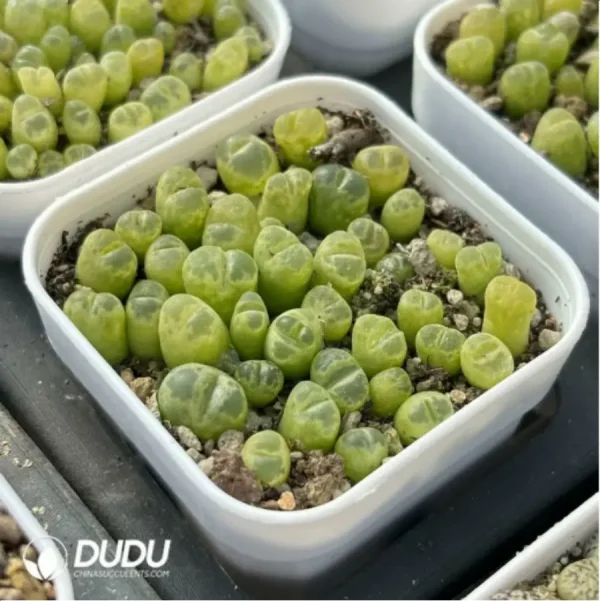 Conophytum-Fenglingyu Mix Color Lithops - Image 3
