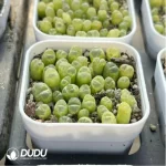 Conophytum-Fenglingyu Mix Color Lithops - Image 4