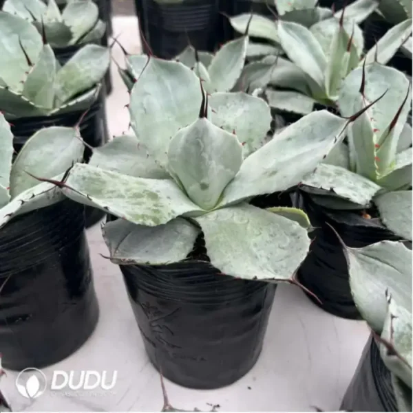 1756119236-1-1453.webp Agave Flexispina - Image 1