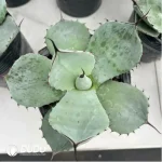 Agave Flexispina - Image 2