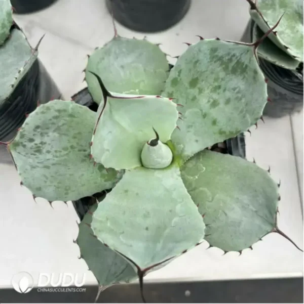 Agave Flexispina - Image 2