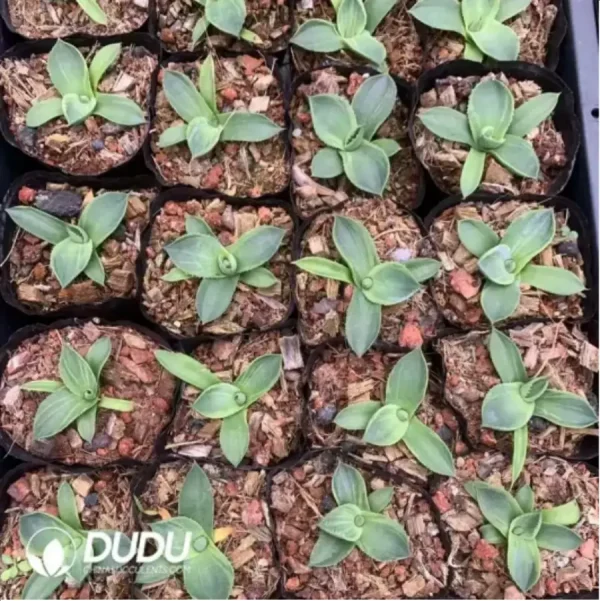 1756119238-1-1689.webp Agave Flexispina - Image 1