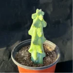 (Rooted Cutting)Cactus-Boobie