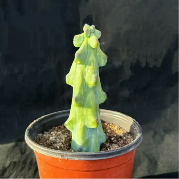 (Rooted Cutting)Cactus-Boobie - Image 2