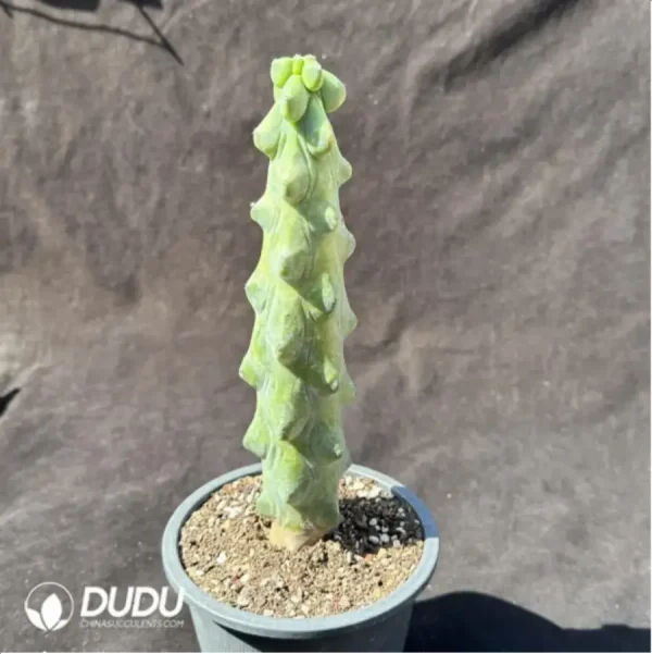 Cactus-Boobie - Image 1