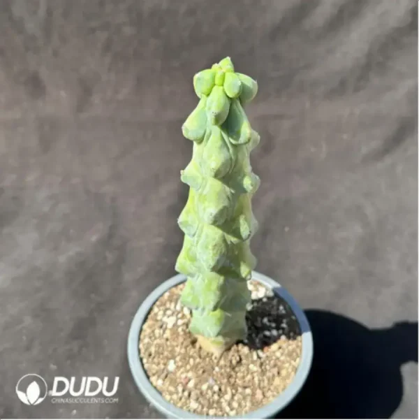 Cactus-Boobie - Image 2