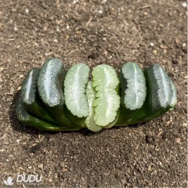 1756119244-1-2808.webp Haworthia Orbiculata - Image 1