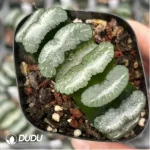 Haworthia Orbiculata