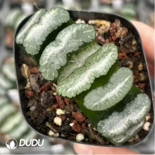 1756119251-1-1739.webp Haworthia Orbiculata - Image 1